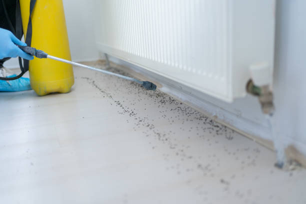 Best Flea Control Services  in Montrose, VA